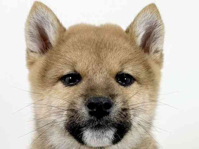 京都府の柴犬(標準サイズ) (ひごペットフレンドリーイズミヤショッピングセンター八幡店/2025年9月1日生まれ/男の子/赤)の子犬