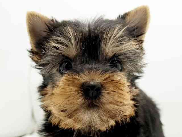 兵庫県のヨークシャーテリア (ひごペットフレンドリーコロワ甲子園店/2025年9月6日生まれ/女の子/スチールブルータン)の子犬の1枚目の画像