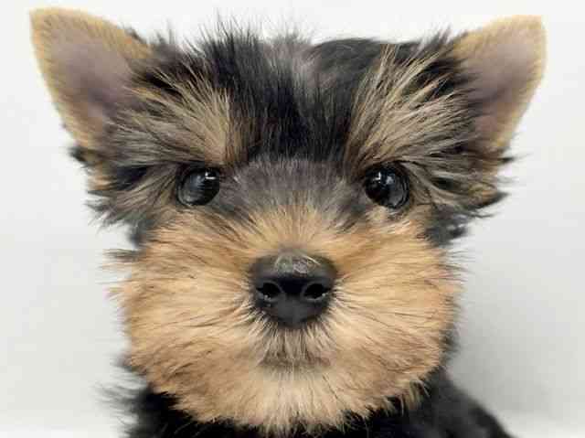 奈良県のヨークシャーテリア (ひごペットフレンドリートナリエ大和高田店/2025年9月6日生まれ/男の子/スチールブルータン)の子犬の1枚目の画像