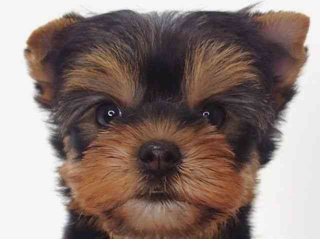 大阪府のヨークシャーテリア (ひごペットフレンドリーいこらもーる泉佐野店/2025年9月7日生まれ/女の子/スチールブルータン)の子犬の1枚目の画像