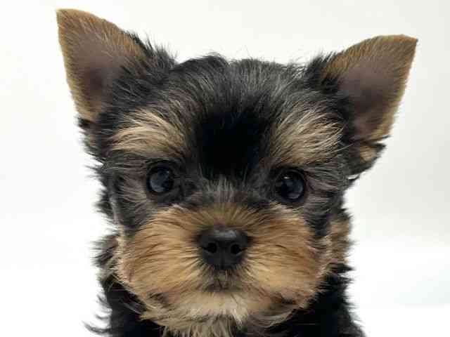 京都府のヨークシャーテリア (ひごペットフレンドリー京都店/2025年9月7日生まれ/男の子/スチールブルータン)の子犬の1枚目の画像