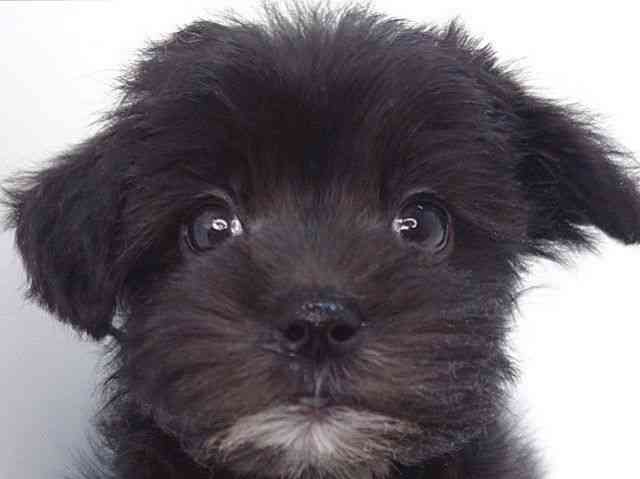 大阪府のマルキー/マルヨーキー(マルチーズ×ヨークシャーテリア) (ひごペットフレンドリーいこらもーる泉佐野店/2025年9月2日生まれ/男の子/ブラックホワイト)の子犬の1枚目の画像