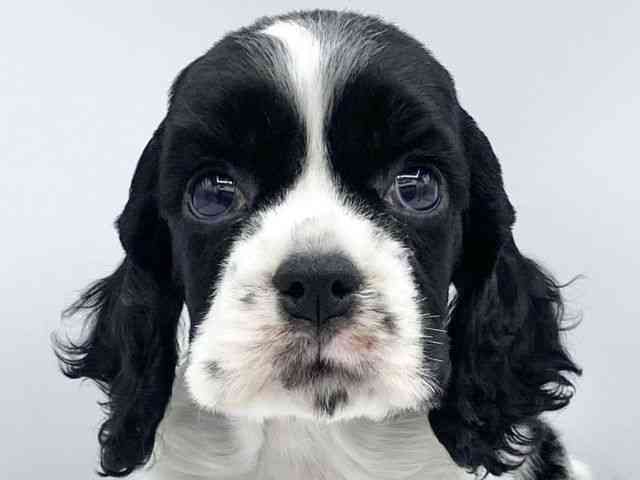 大阪府のアメリカンコッカースパニエル (ひごペットフレンドリーららぽーとEXPOCITY店/2025年9月6日生まれ/男の子/ホワイトブラック)の子犬の1枚目の画像