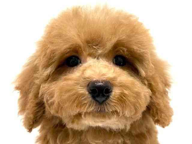 大阪府のハーフ犬・ミックス犬 (ひごペットフレンドリーイオン高槻店/2025年9月8日生まれ/男の子/レッド)の子犬の1枚目の画像