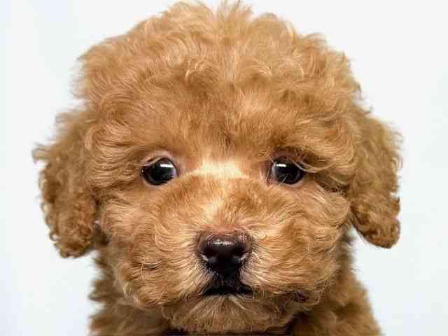 大阪府のハーフ犬・ミックス犬 (ひごペットフレンドリーイオンそよら海老江店/2025年9月8日生まれ/男の子/レッド)の子犬の1枚目の画像