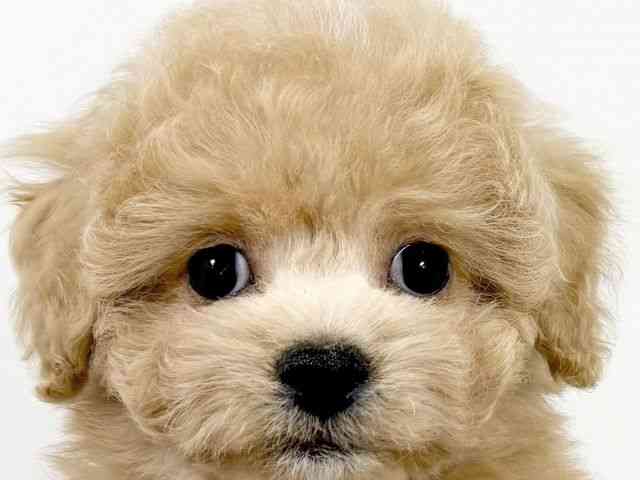 京都府のハーフ犬・ミックス犬 (ひごペットフレンドリーイズミヤショッピングセンター八幡店/2025年9月8日生まれ/男の子/アプリコット)の子犬の1枚目の画像