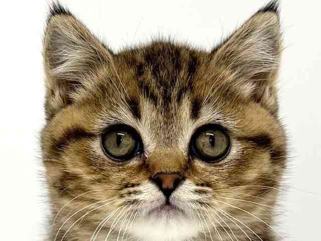 大阪府のブリティッシュショートヘアー (ひごペットフレンドリーくずはモール店/2025年9月8日生まれ/女の子/ブラウンマッカレルタビー)の子猫の1枚目の画像