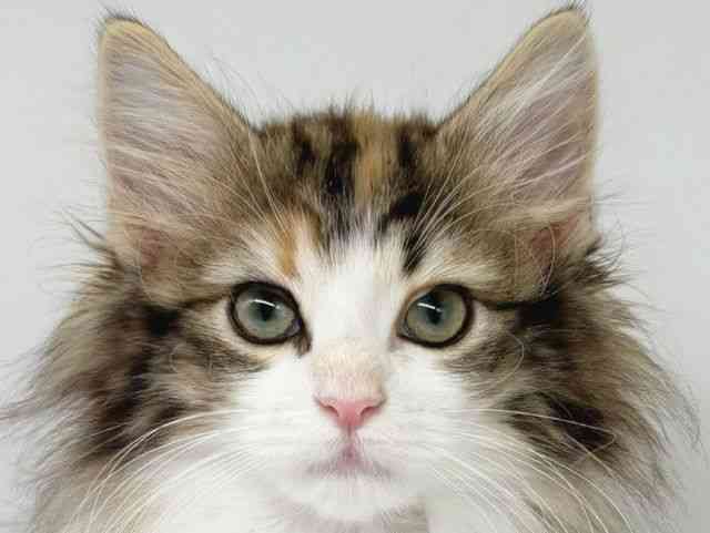 大阪府のノルウェージャンフォレストキャット (ひごペットフレンドリー瓜破店/2025年8月29日生まれ/女の子/ブラウンパッチドタビーホワイト)の子猫の1枚目の画像