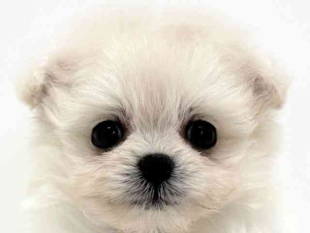 大阪府のポメプー(ポメラニアン×プードル) (ひごペットフレンドリーくずはモール店/2025年9月7日生まれ/女の子/クリーム)の子犬の1枚目の画像