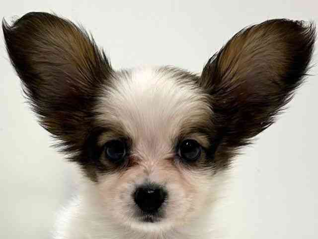 奈良県のパピヨン (ひごペットフレンドリーイオンモール橿原ウエスト・ビレッジ店/2025年9月5日生まれ/男の子/レッドホワイト)の子犬の1枚目の画像