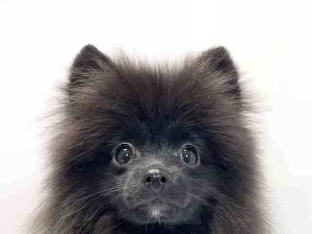 愛媛県のポメラニアン (ひごペットフレンドリーイオンモール今治新都市店/2025年8月30日生まれ/男の子/ブラック)の子犬の1枚目の画像