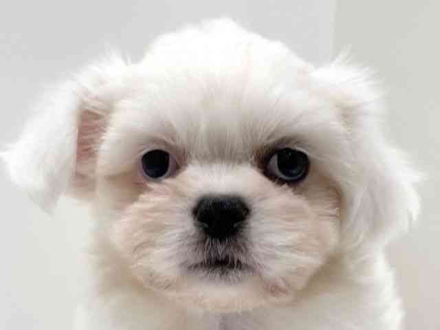 愛知県のペキマル/マルペキ(ペキニーズ×マルチーズ) (ひごペットフレンドリーららぽーと名古屋みなとアクルス店/2025年8月15日生まれ/男の子/ホワイト)の子犬の1枚目の画像