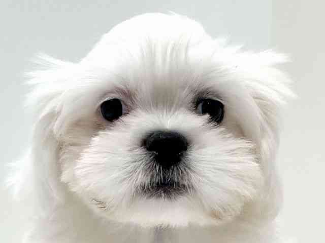 愛知県のペキマル/マルペキ(ペキニーズ×マルチーズ) (ひごペットフレンドリーららぽーと名古屋みなとアクルス店/2025年8月15日生まれ/男の子/ホワイト)の子犬の1枚目の画像