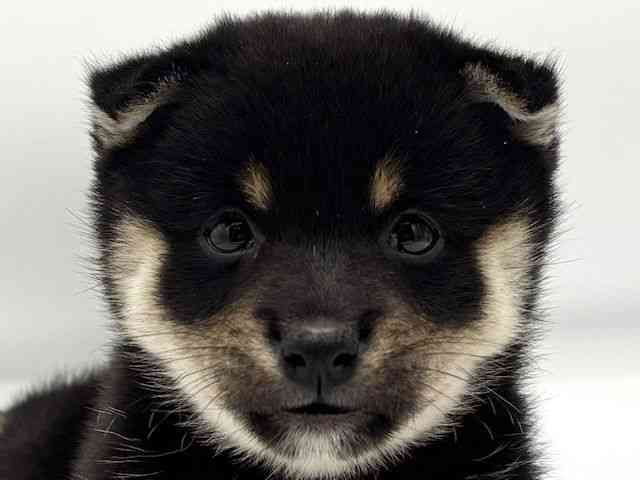 香川県の柴犬(標準サイズ) (ひごペットフレンドリーゆめタウン高松店/2025年8月17日生まれ/女の子/黒)の子犬