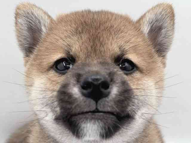 島根県の柴犬(標準サイズ) (ひごペットフレンドリーイオン松江ショッピングセンター店/2025年9月7日生まれ/男の子/赤)の子犬