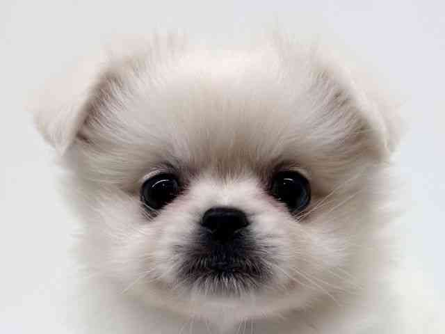 兵庫県のペキポメ/ポメペキ(ペキニーズ×ポメラニアン) (ひごペットフレンドリーブルメールHAT神戸店/2025年9月5日生まれ/女の子/ホワイト)の子犬