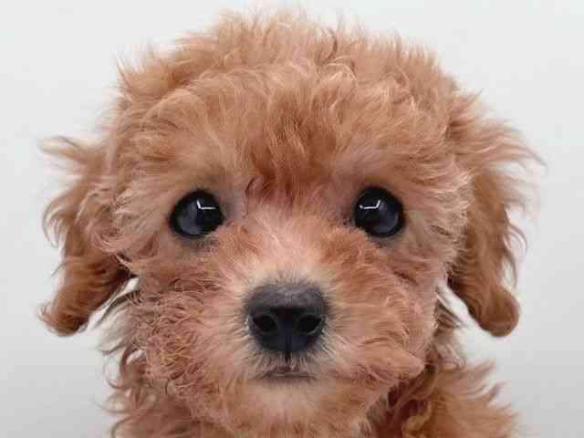 島根県のトイプードル(トイ) (ひごペットフレンドリーイオン松江ショッピングセンター店/2025年9月9日生まれ/女の子/レッド)の子犬