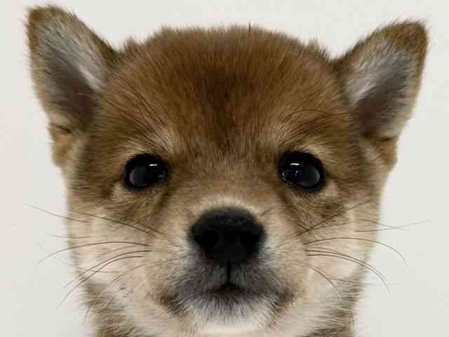 大阪府の柴犬(標準サイズ) (ひごペットフレンドリーくずはモール店/2025年9月6日生まれ/男の子/赤)の子犬の1枚目の画像