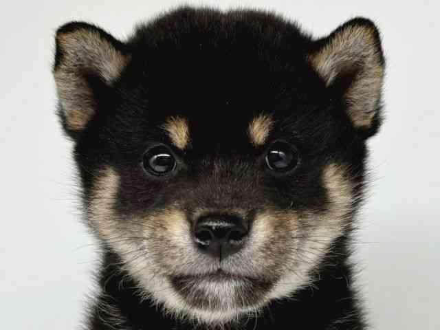 大阪府の柴犬(標準サイズ) (ひごペットフレンドリー瓜破店/2025年9月8日生まれ/男の子/黒)の子犬の1枚目の画像