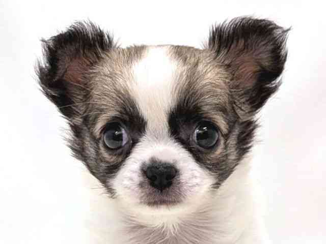 広島県のチワワ(ロング) (ひごペットフレンドリーゆめタウン廿日市店/2025年9月8日生まれ/男の子/ホワイトレッド)の子犬