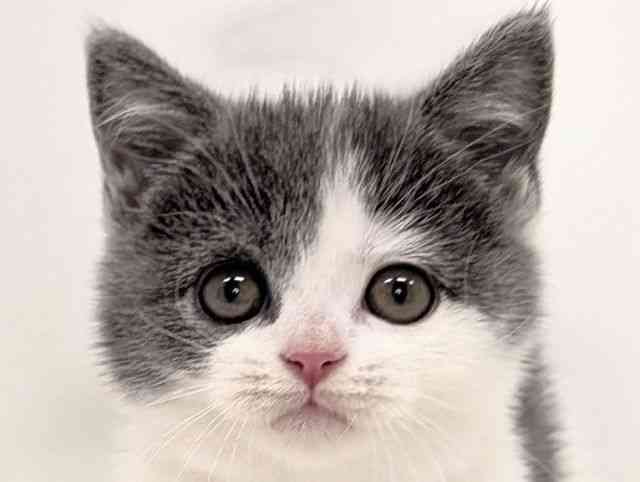 福岡県のブリティッシュショートヘアー (ひごペットフレンドリーリバーウォーク北九州店/2025年9月7日生まれ/女の子/ブルーホワイト)の子猫の1枚目の画像