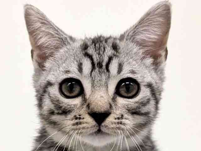 福岡県のマンチカン (ひごペットフレンドリーリバーウォーク北九州店/2025年9月4日生まれ/男の子/シルバータビー)の子猫の1枚目の画像