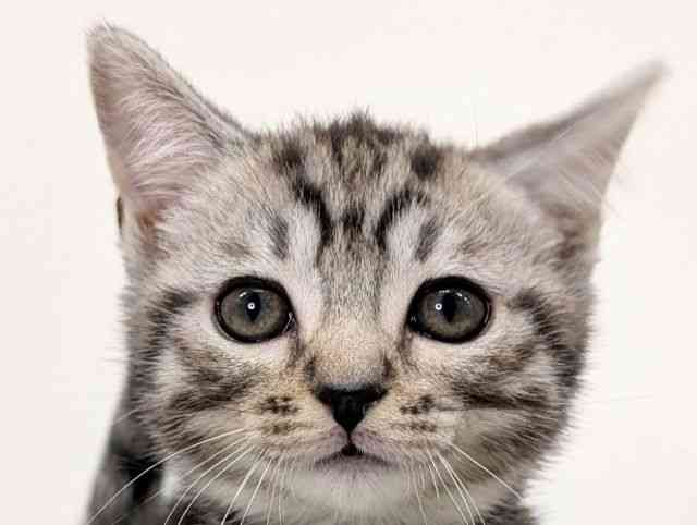 福岡県のマンチカン (ひごペットフレンドリーリバーウォーク北九州店/2025年9月4日生まれ/男の子/シルバータビー)の子猫