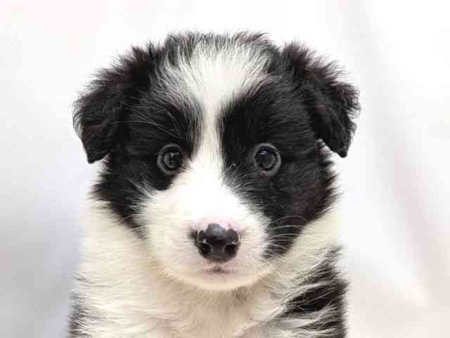 広島県のボーダーコリー (ひごペットフレンドリーゆめタウン廿日市店/2025年9月7日生まれ/女の子/ブラックホワイト)の子犬の1枚目の画像