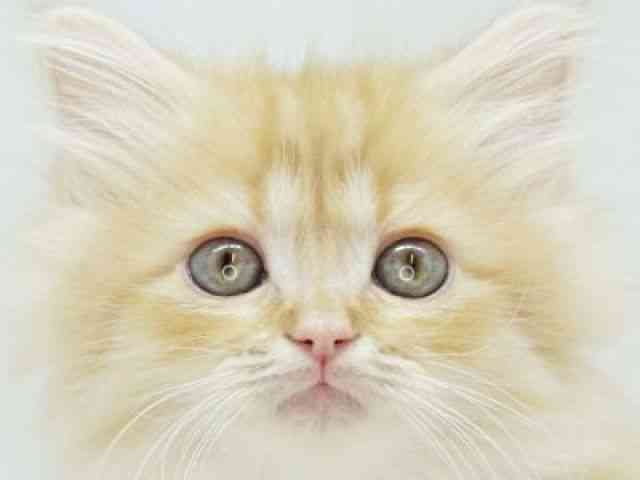 福岡県のサイベリアン (ひごペットフレンドリーゆめタウン筑紫野店/2025年9月8日生まれ/男の子/レッドタビー)の子猫の1枚目の画像