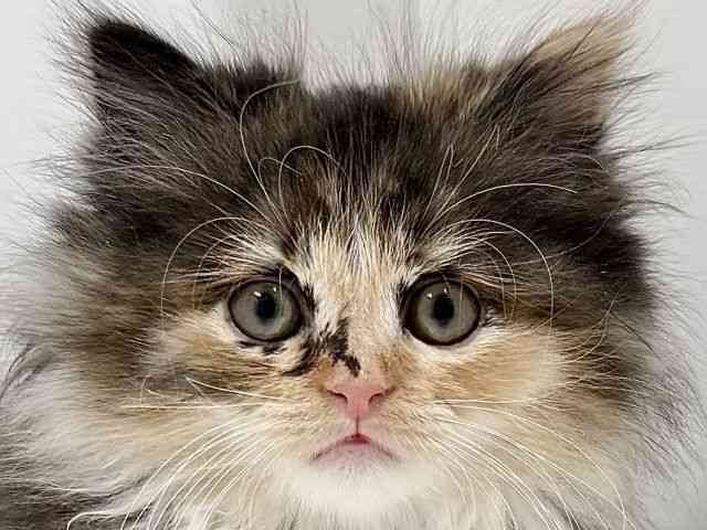 奈良県のサイベリアン (ひごペットフレンドリーイオンモール橿原ウエスト・ビレッジ店/2025年9月8日生まれ/女の子/ブラウンタビーホワイト)の子猫の1枚目の画像