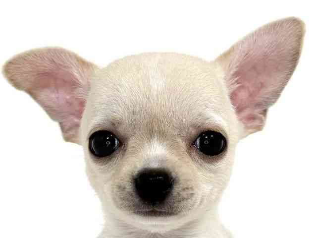 兵庫県のチワワ(スムース) (ひごペットフレンドリーイトーヨーカドー明石店/2025年9月6日生まれ/男の子/クリームホワイト)の子犬の1枚目の画像