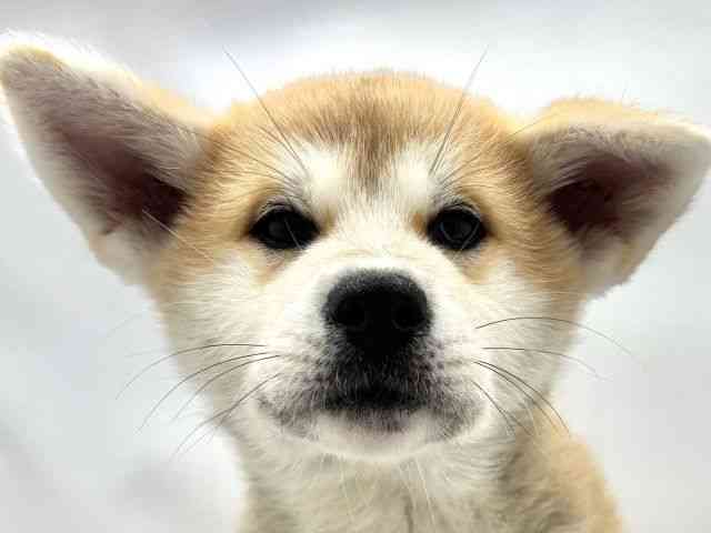 兵庫県の秋田犬 (ひごペットフレンドリークラウンパーク伊丹店/2025年8月25日生まれ/女の子/赤)の子犬の1枚目の画像