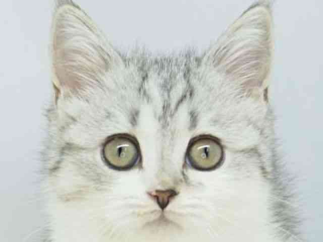 福岡県のミヌエット (ひごペットフレンドリーゆめタウン筑紫野店/2025年9月3日生まれ/女の子/シルバータビーホワイト)の子猫の1枚目の画像