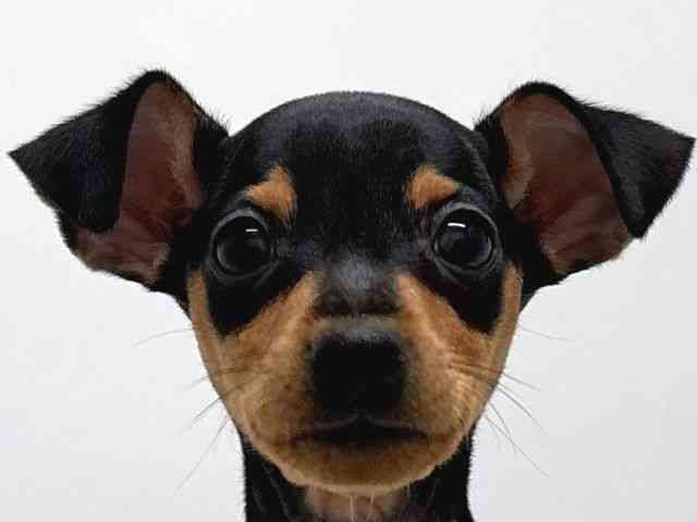 京都府のミニチュアピンシャー (ひごペットフレンドリー京都店/2025年9月6日生まれ/女の子/ブラックタン)の子犬の1枚目の画像