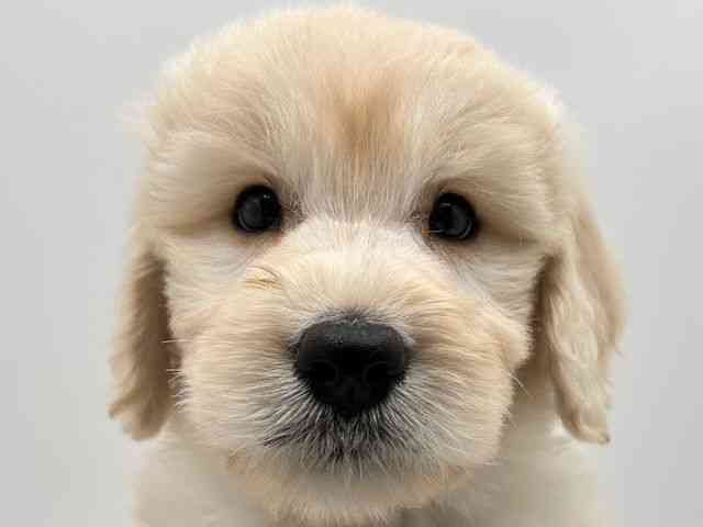 奈良県のゴールデンドゥードゥル(ゴールデン×プードル) (ひごペットフレンドリー田原本店/2025年9月7日生まれ/男の子/クリーム)の子犬の1枚目の画像