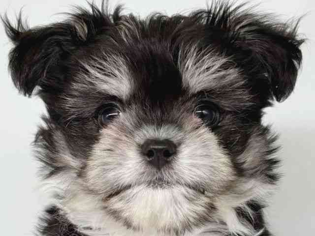 大阪府のチワマル/マルチワ(チワワ×マルチーズ) (ひごペットフレンドリー瓜破店/2025年9月8日生まれ/男の子/パーティーカラー)の子犬の1枚目の画像