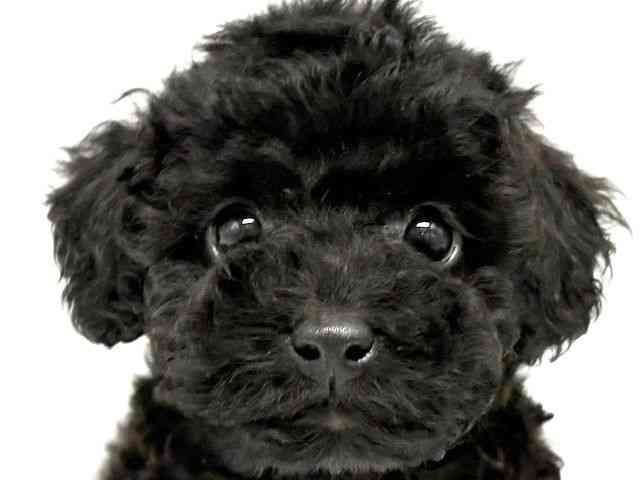 2025年9月7日生まれのトイプードル(トイ)