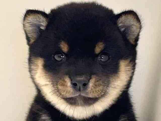 兵庫県の柴犬(標準サイズ) (ひごペットフレンドリーイトーヨーカドー明石店/2025年9月7日生まれ/女の子/黒)の子犬