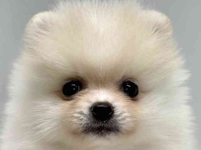 大阪府のポメラニアン (ひごペットフレンドリーセブンパーク天美店/2025年9月6日生まれ/男の子/クリーム)の子犬の1枚目の画像