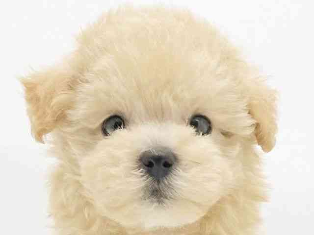 兵庫県のマルプー(マルチーズ×プードル) (ひごペットフレンドリーコロワ甲子園店/2025年9月7日生まれ/女の子/アプリコット)の子犬の1枚目の画像