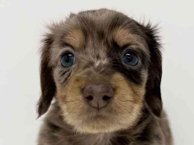 大阪府のミニチュアダックスフンド(ロング) (ひごペットフレンドリーくずはモール店/2025年9月8日生まれ/男の子/チョコレートダップル)の子犬の1枚目の画像