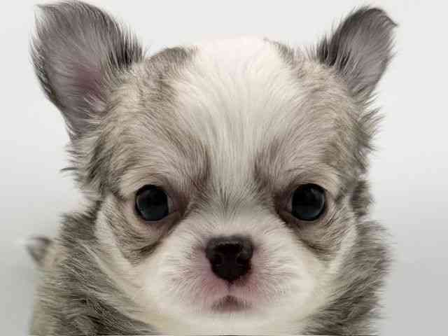 大阪府のチワワ(ロング) (ひごペットフレンドリーららぽーとEXPOCITY店/2025年9月8日生まれ/女の子/セーブルホワイト)の子犬の1枚目の画像