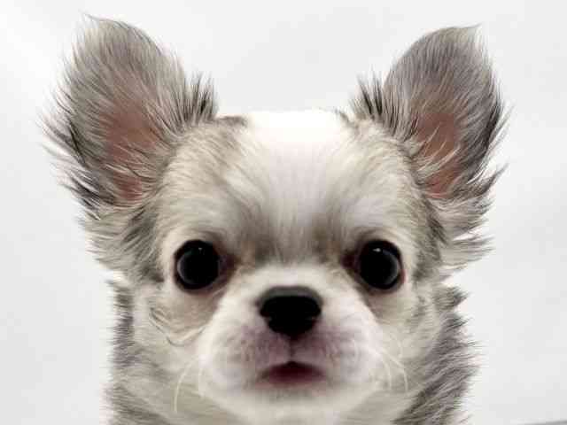 兵庫県のチワワ(ロング) (ひごペットフレンドリークラウンパーク伊丹店/2025年9月8日生まれ/女の子/セーブルホワイト)の子犬の1枚目の画像