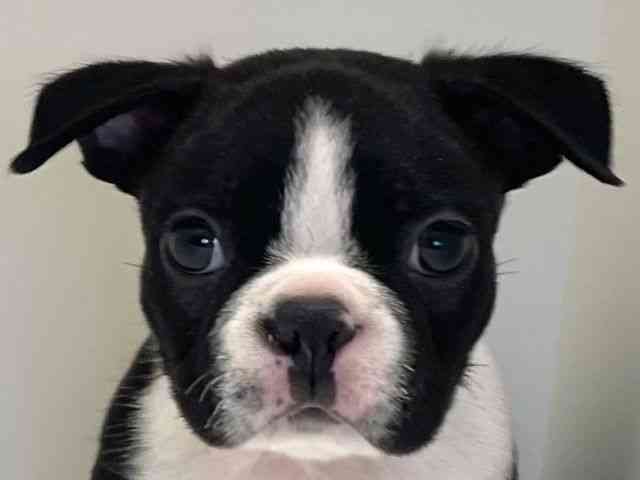 兵庫県のボストンテリア (ひごペットフレンドリーイトーヨーカドー明石店/2025年9月9日生まれ/男の子/ボストンカラー)の子犬