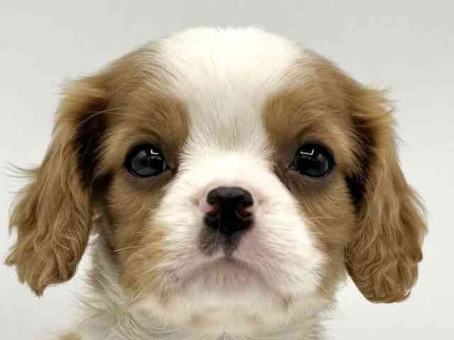 2025年9月5日生まれのキャバリアキングチャールズスパニエル
