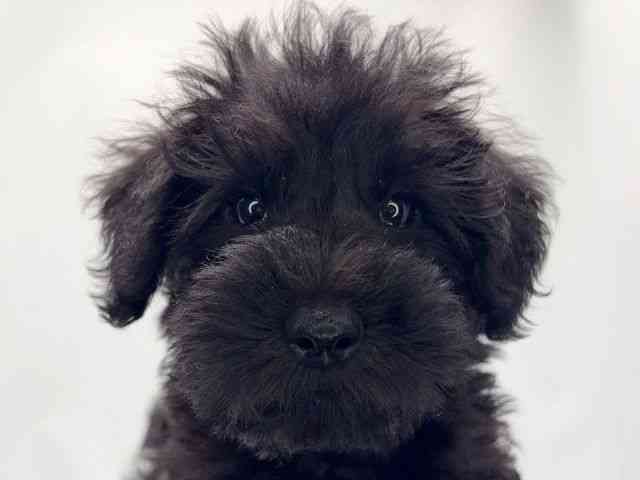 京都府のシュナプー(シュナウザー×プードル) (ひごペットフレンドリー洛北阪急スクエア店/2025年9月5日生まれ/男の子/ブラック)の子犬の1枚目の画像