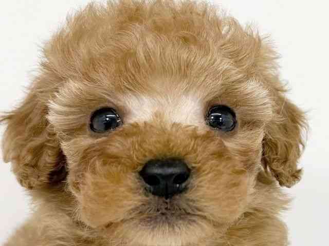 大阪府のトイプードル(トイ) (ひごペットフレンドリーくずはモール店/2025年9月6日生まれ/男の子/アプリコット)の子犬の1枚目の画像