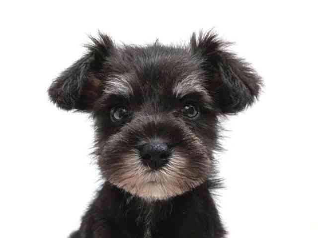 広島県のミニチュアシュナウザー (ひごペットフレンドリーゆめタウン廿日市店/2025年9月7日生まれ/男の子/ブラックシルバー)の子犬の1枚目の画像