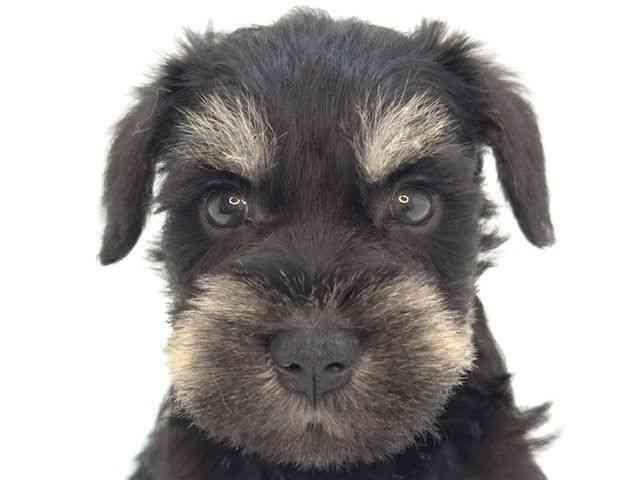 大阪府のミニチュアシュナウザー (ひごペットフレンドリーいこらもーる泉佐野店/2025年9月9日生まれ/男の子/ブラックシルバー)の子犬