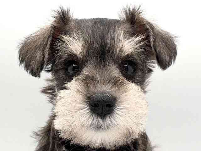 奈良県のミニチュアシュナウザー (ひごペットフレンドリー田原本店/2025年9月9日生まれ/女の子/ソルトペッパー)の子犬